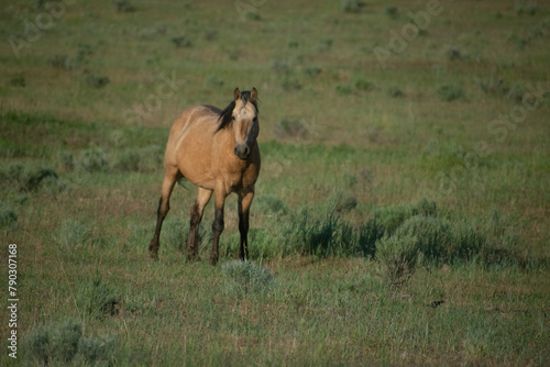 Wild Horses, Yakima Washington