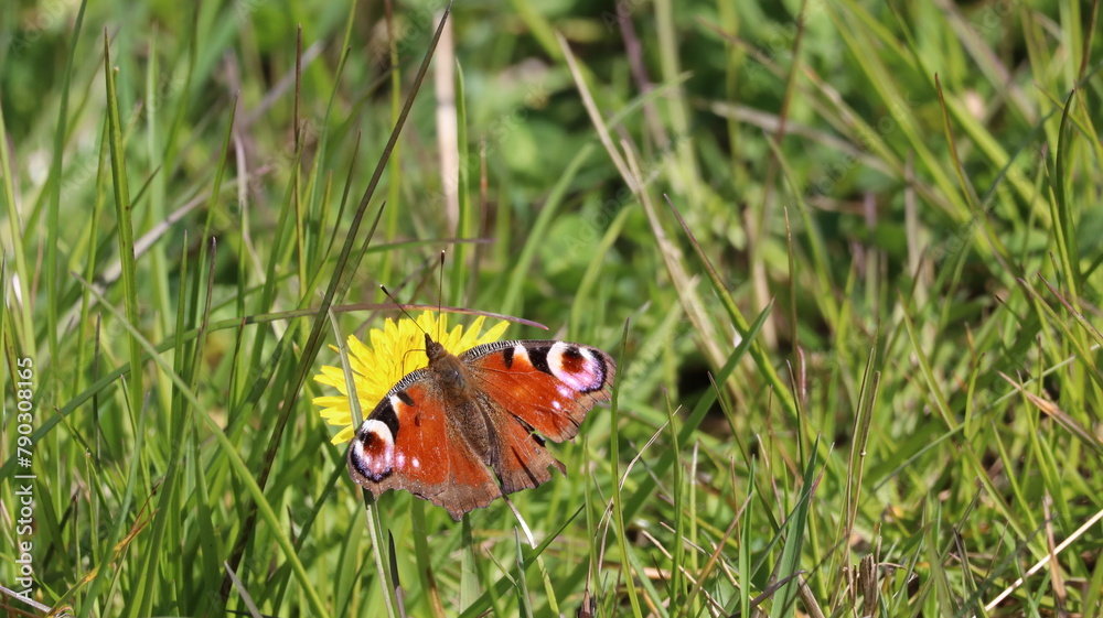 Peacock Butterfly 2024 Peacock Butterfly 2024