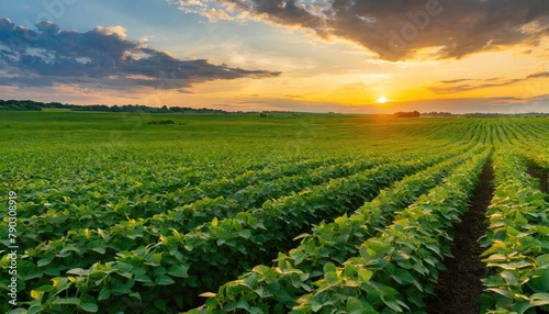 Beautiful rural landscape of a vast soybean field at sunset