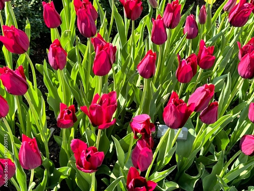 Bright magenta tulips in bloom