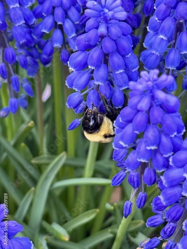 Close up of Bumble bee feeding on Blue Hyacinth
