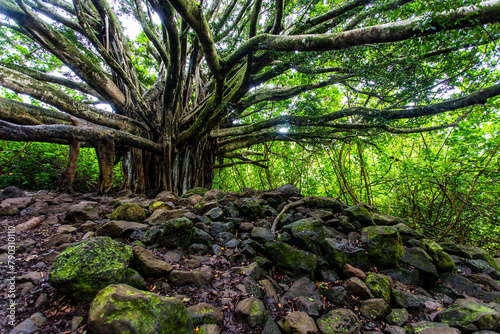Large Banyan Tree On Pipiwai Trail In Maui, Hawaii.  Mossy Rocks In Foreground