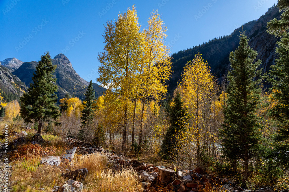 Changing aspens in the Colorado fall