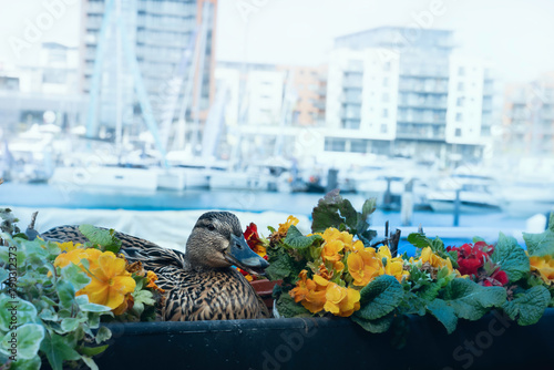 A duck living in the city