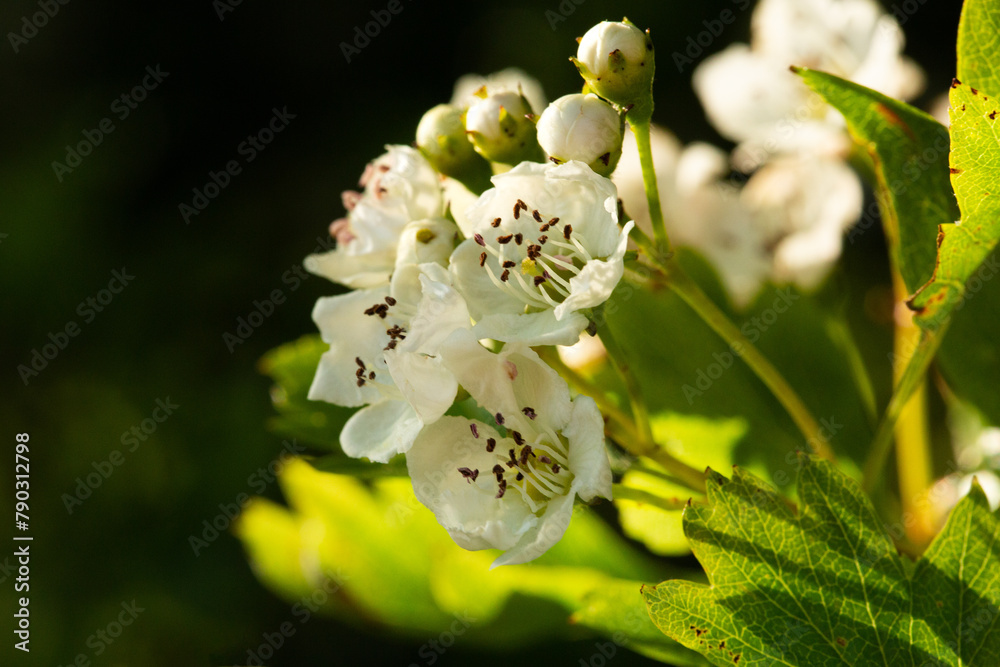 Obraz premium Hawthorn blossom