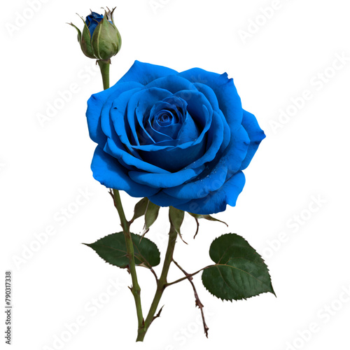 blue rose macro isolated on white background