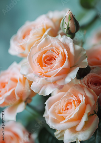 Peach coloured roses on pastel green background