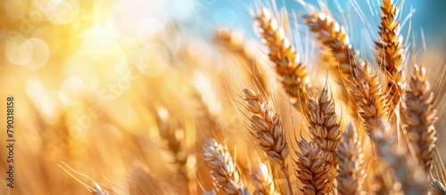 Close Up of a Wheat Field