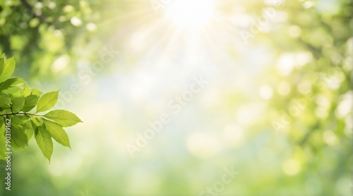 summer green foliage of tree leaves and a bright sunny bokeh background.