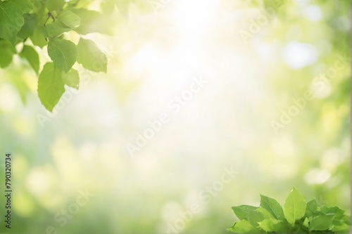 summer green foliage of tree leaves and a bright sunny bokeh background.