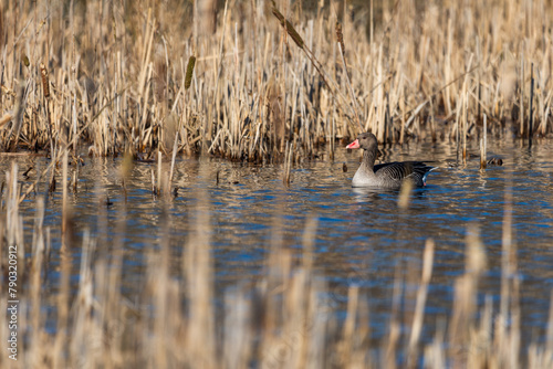 Greylag goose swimming on the pond