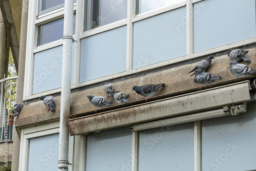 pigeons on a ledge in Amsterdam