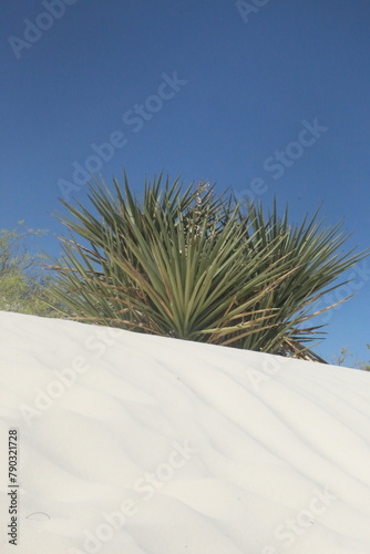 yucca in the white sand dunes