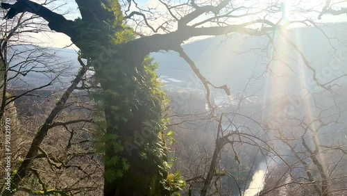 a tree trunk overgrown with small green leaves moving on the wind. Sunny shooting against the light in the mountains