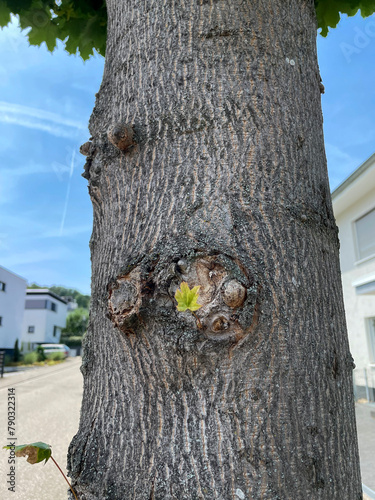Kleine Baumperle an einem Ahornbaum mit Blättern und neuen Trieben photo