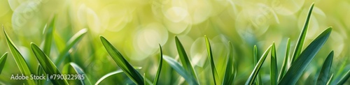 Close Up of Green Grass With Blurry Background