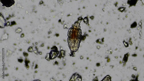A Rotifer under the microscope