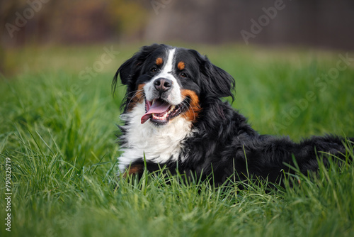 happy bernese mountain dog portrait outdoors while lying on green grass in summer