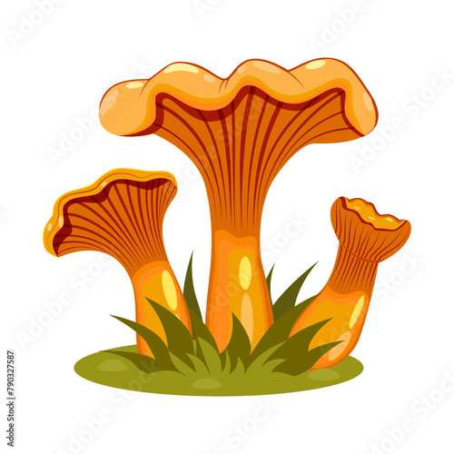 Chanterelle mushrooms. Family of coniferous, deciduous, forest chanterelles growing in grass. Vector. Used for web design.