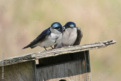 Tree swallows perched on a birdhouse during a spring season at the Pitt River Dike Scenic Point in Pitt Meadows, British Columbia, Canada photo