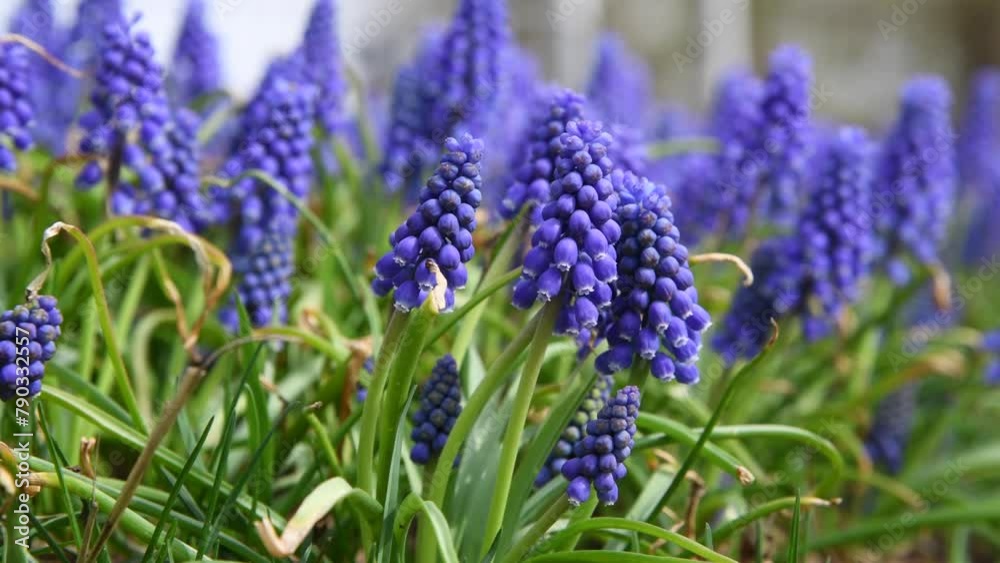 Close-up side view of Muscari armeniacum (also known as Armenian grape hyacinth) flowers swaying in the wind in a sunny day. Abstract blue background. Soft focus. Real time. Beauty in nature theme. Close-up side view of Muscari armeniacum (also known as Armenian grape hyacinth) flowers swaying in the wind in a sunny day. Abstract blue background. Soft focus. Real time. Beauty in nature theme.