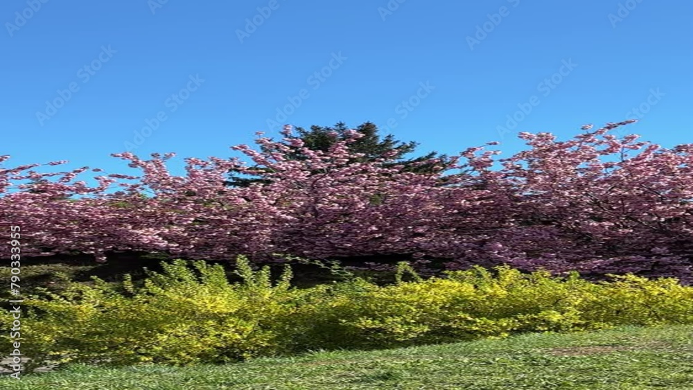 Sakura and forsythia in the spring park, vertical video.