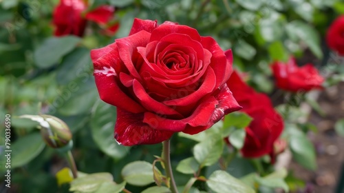 Red rose blooms in garden