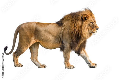 Majestic Lion Sitting Transparent Background