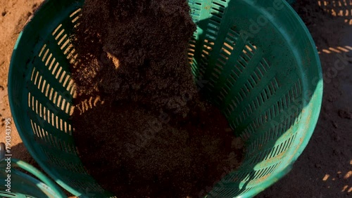 Mixing soil for growing mushrooms.