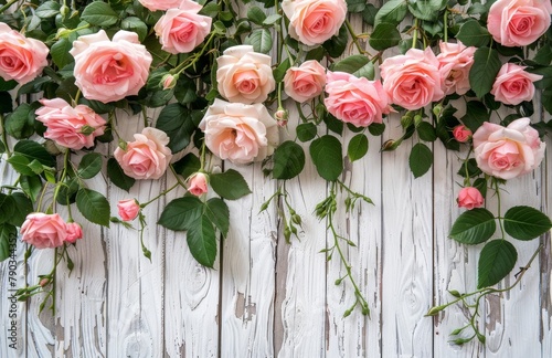 Pink Roses Adorning White Fence