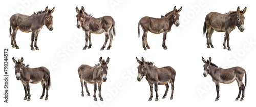 Multiple donkeys in various stances isolated cut out png on transparent background photo