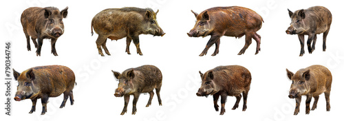 Wild boars in various poses cut out png on transparent background © Andrii