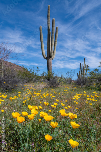Spring wildflowers and Saguaro Cactus