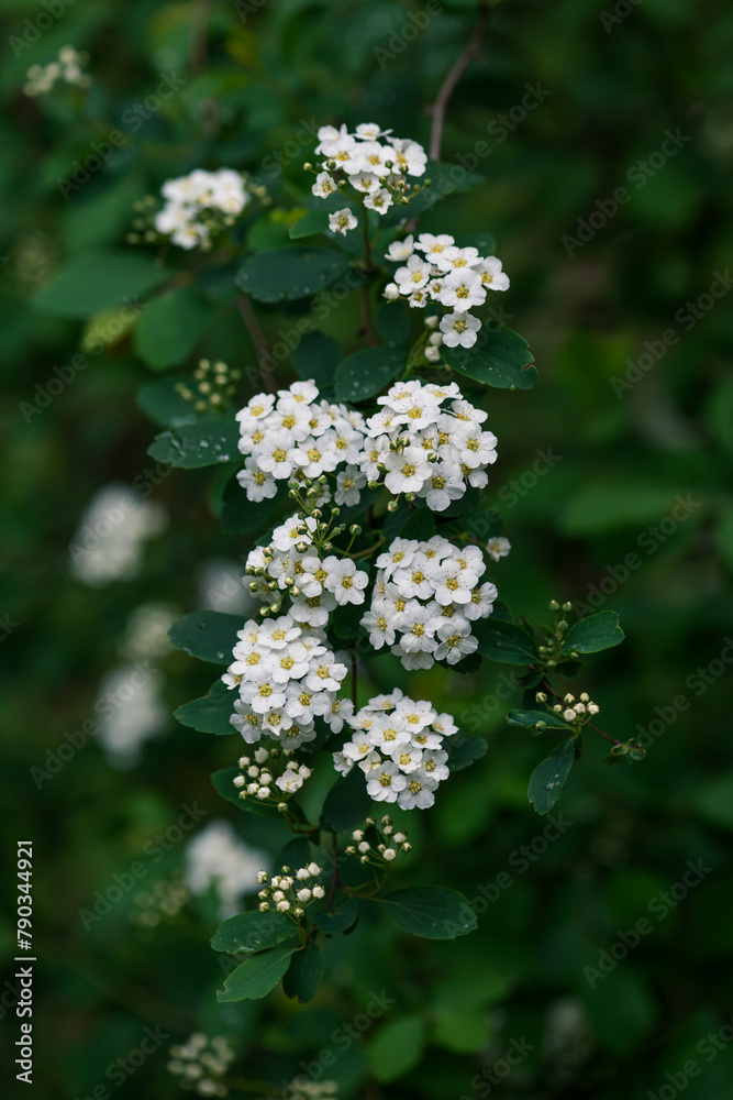 Spiraea cantoniensis, white flowers in the garden Spiraea cantoniensis, white flowers in the garden