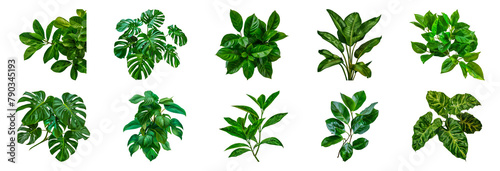 Variety of tropical houseplants cut out png on transparent background
