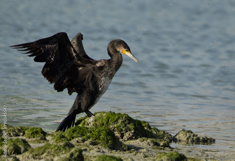 Great Cormorant ready to fly at Eker creek of Bahrain