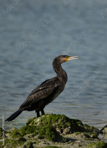 Portrait of a Great Cormorant at Eker creek of Bahrain