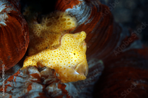 Yellow Painted Frogfish (Antennarius pictus) with Open Mouth. Ambon, Indonesia