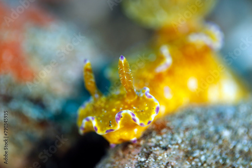 Close-up of a Ceratosoma tenue Nudibranch. Ambon, Indonesia