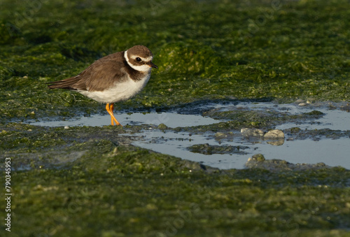 Commom ringed plover on green at mameer, Bahrain photo