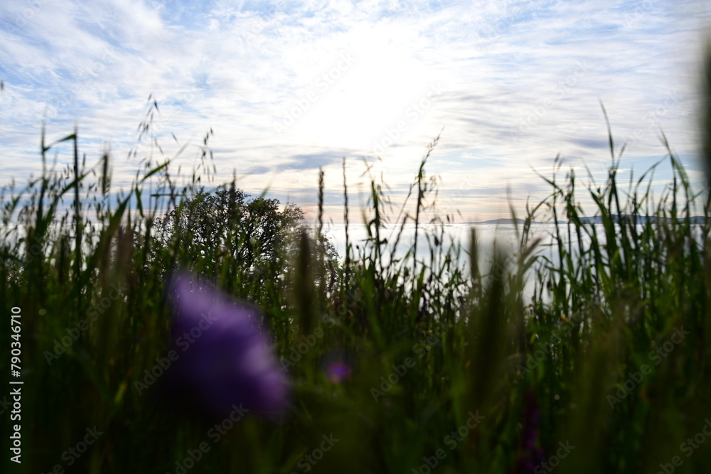 Obraz premium grass and sky