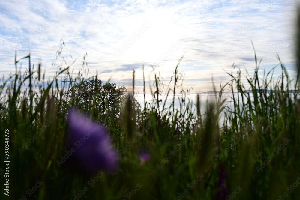 Obraz premium grass in the wind