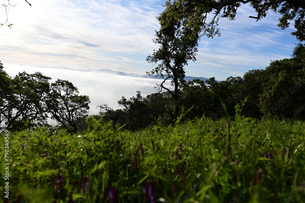 Obraz premium grass and sky