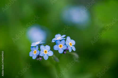Blue flowers Forget-me-nots (Myosotis) view from above, blurred background. Shallow depth of field.