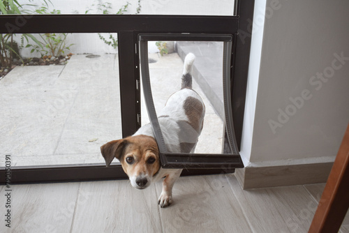 Canvas Print Pet door being used by a dog