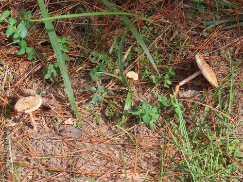 mushrooms in the grass photo