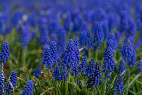 Close-up side view of Muscari armeniacum (also known as Armenian grape hyacinth) flowers in a sunny spring day. Abstract blue natural background. Soft focus. Beauty in nature theme.