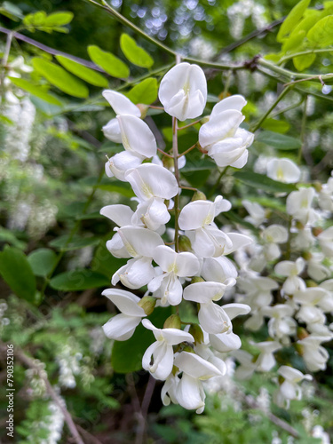 Gewöhnliche Robinie, Robinia pseudoacacia mit weißen Blüten am Baum photo
