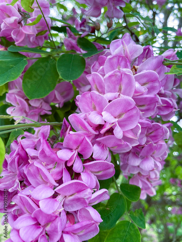 Rosarotblühende Robinie, Robinie Casque Rougemit rosa Violet färbenden Blüten am Baum