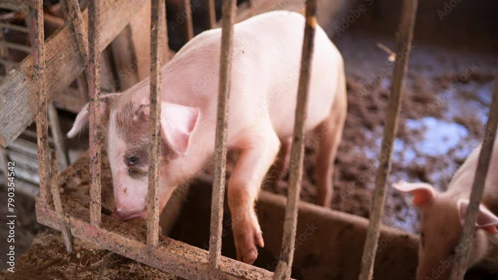 Raising pigs in dirty barns. Raising pigs in dirty barns.